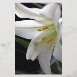 Pretty, pure white Easter lily flower in black Stationery