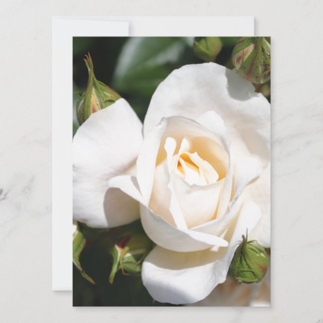 pretty pure white rose flower. floral photo art. (Front)