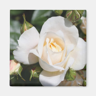pretty pure white rose flower. floral photo art. magnet