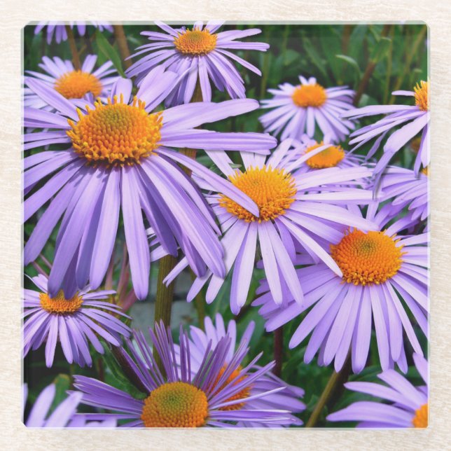 Pretty Purple Asters Glass Coaster (Front)