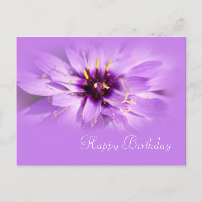 pretty purple daisy flower happy birthday postcard (Front)