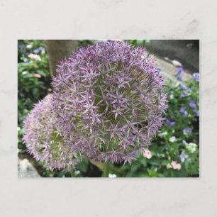 Pretty Purple Flowers New York City NYC Photo Postcard