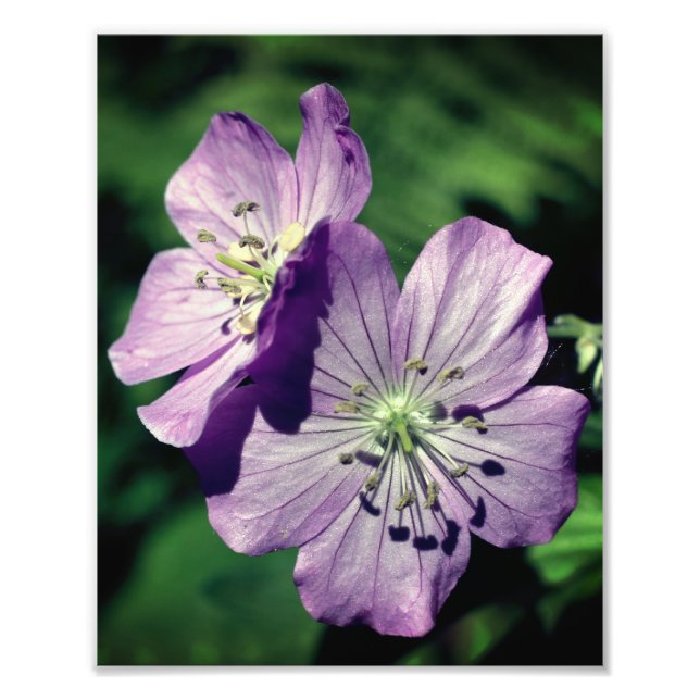 Pretty Purple Geranium Flower Pair Close Up 8x10 Photo Print (Front)