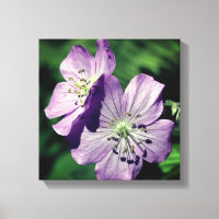 Pretty Purple Geranium Flower Pair Close Up