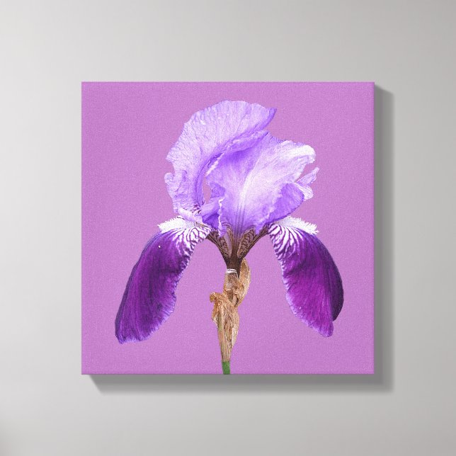 Pretty purple iris modern floral simple fine art canvas print (Front)