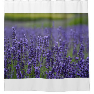 Pretty purple lavendar flowers shower curtain