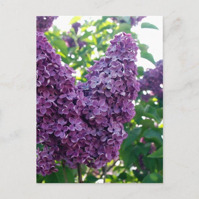 Pretty Purple Lilacs Postcard (Front)