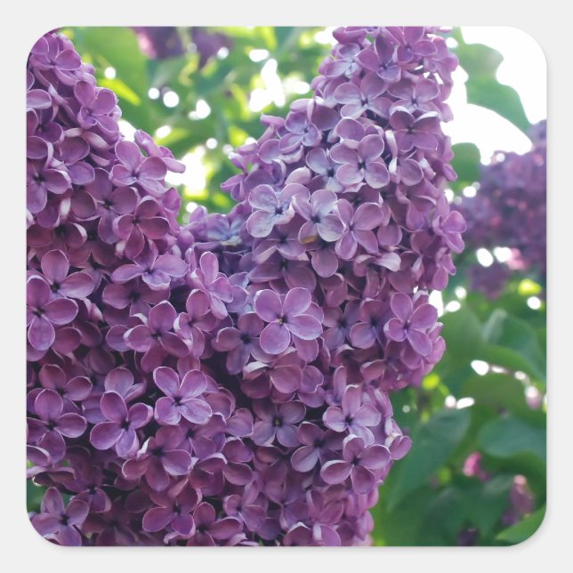 Pretty Purple Lilacs Square Sticker (Front)