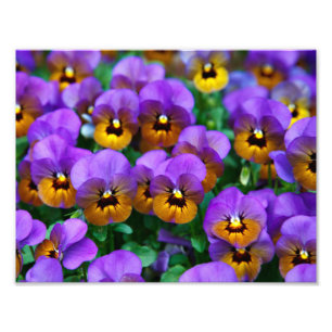 Pretty Purple Pansies Photo Print