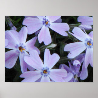 Pretty Purple Phlox Poster