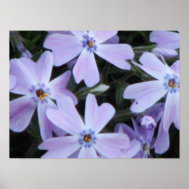 Pretty Purple Phlox Poster (Front)