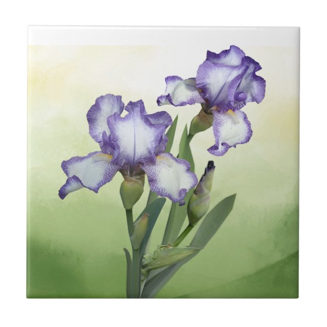 Pretty Purple White Iris Garden Flower  Art Tile (Front)