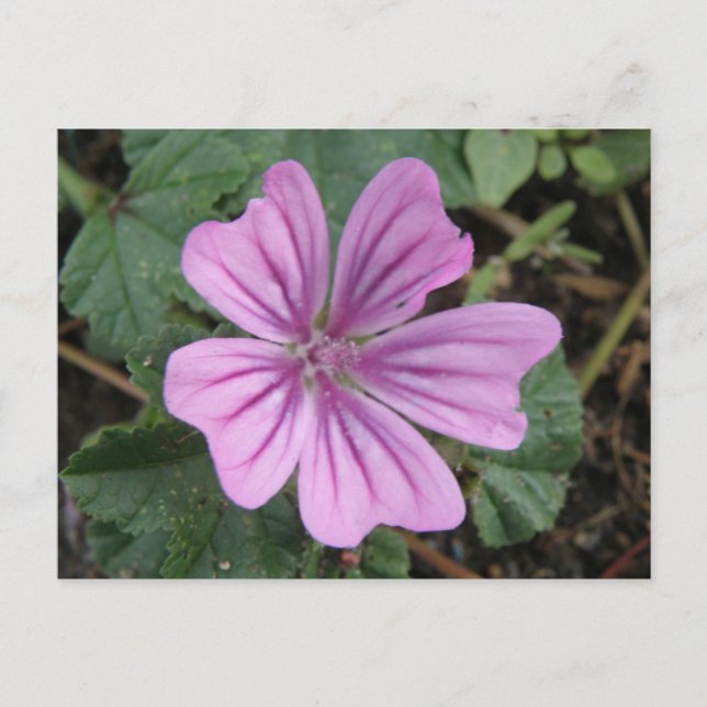 Pretty Purple Wildflower Postcard (Front)
