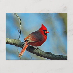 Pretty Red Cardinal Photo Postcard