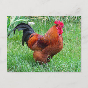 Pretty Red Chicken Profile Photo Postcard