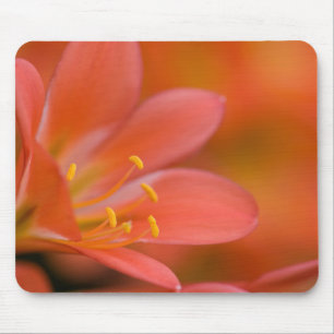 Pretty Red Clivia Flower Mouse Pad