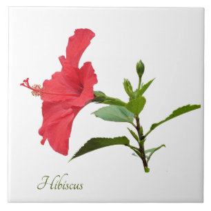 Pretty red hibiscus on white tile