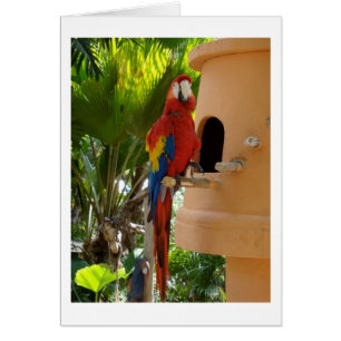 Pretty Red Parrot