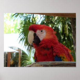 Pretty Red Parrot Poster