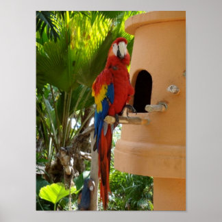 Pretty Red Parrot Poster