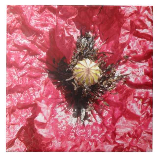 Pretty Red Poppy Flower Macro Tile (Front)