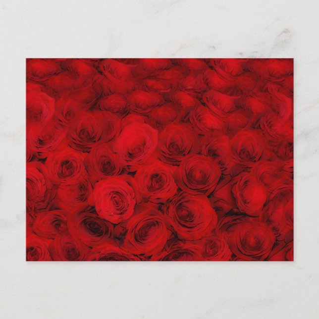 Pretty Red Roses Flower Floral Postcard (Front)