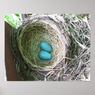 Pretty Robin's Eggs Poster