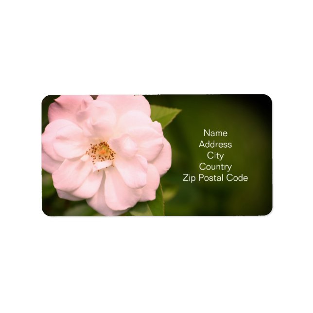 Pretty rose in white label (Front)