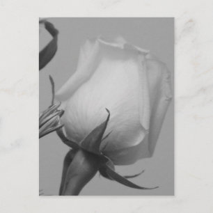 Pretty Rose Postcard