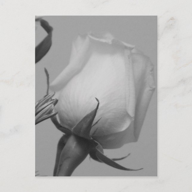 Pretty Rose Postcard (Front)