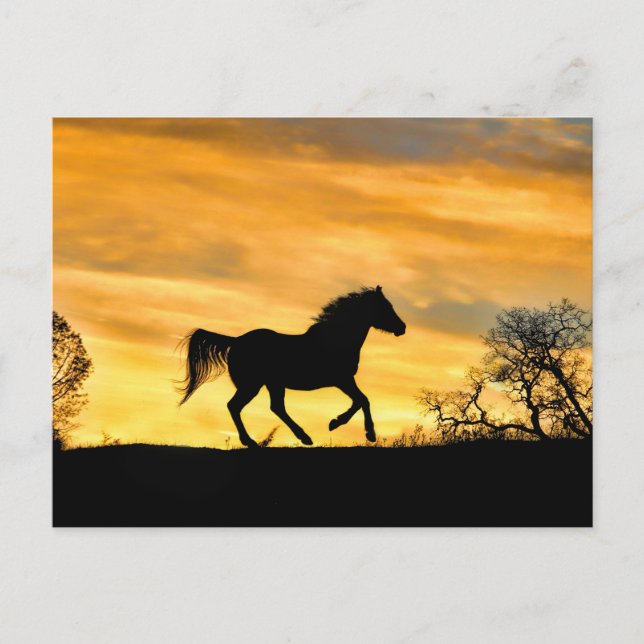 Pretty Running Horse at Sunset Postcard (Front)