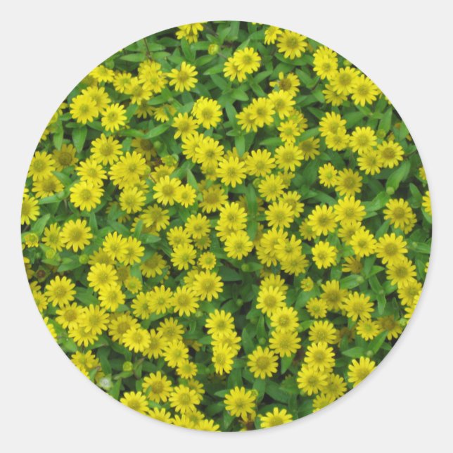 Pretty Small Yellow Flowers Classic Round Sticker (Front)