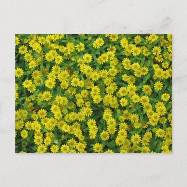 Pretty Small Yellow Flowers Postcard (Front)