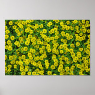 Pretty Small Yellow Flowers Poster