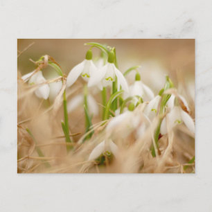 Pretty Snowdrops Postcard