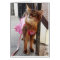 Pretty Somali Cat in Dress for Fall