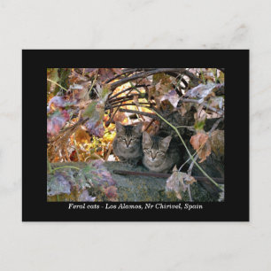 Pretty Spanish cats & grapevine photograph Postcard