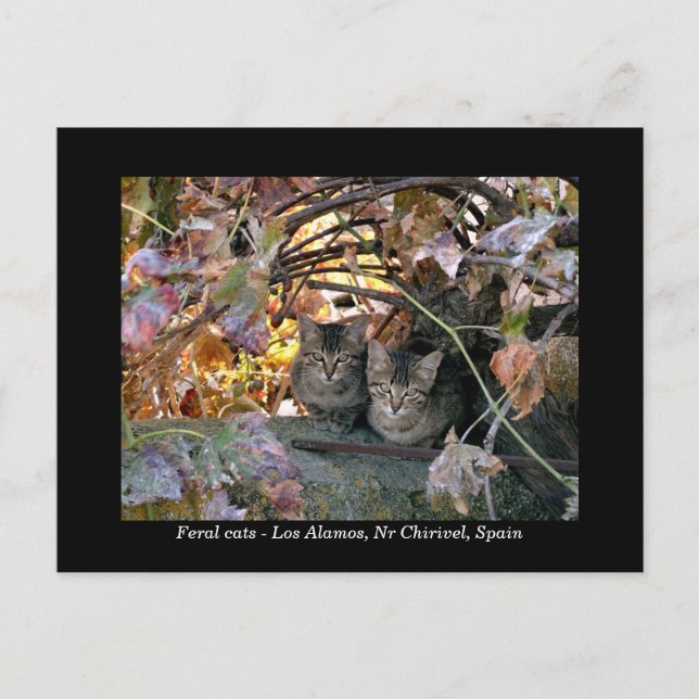 Pretty Spanish cats & grapevine photograph Postcard (Front)