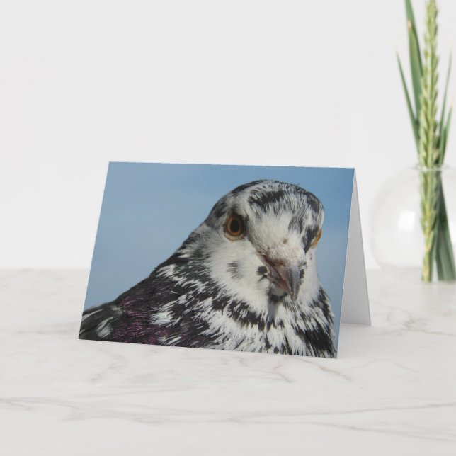 Pretty Spotted Female Pigeon All Occasions  Card (Front)