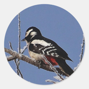 Pretty spotted woodpecker classic round sticker