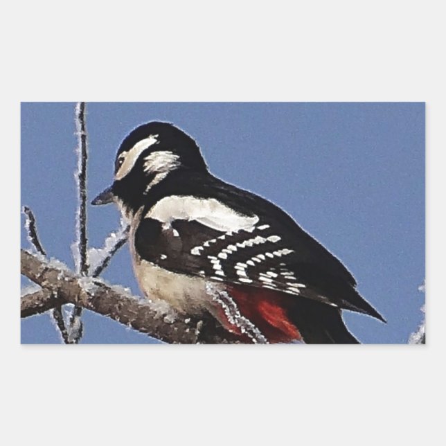 Pretty spotted woodpecker rectangular sticker (Front)