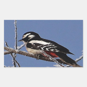 Pretty spotted woodpecker rectangular sticker