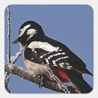 Pretty spotted woodpecker square sticker