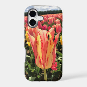 Pretty Spring Tulip, Oregon