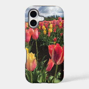 Pretty Spring Tulips in a Field, Oregon