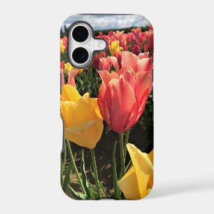 Pretty Spring Tulips in a Field, Oregon