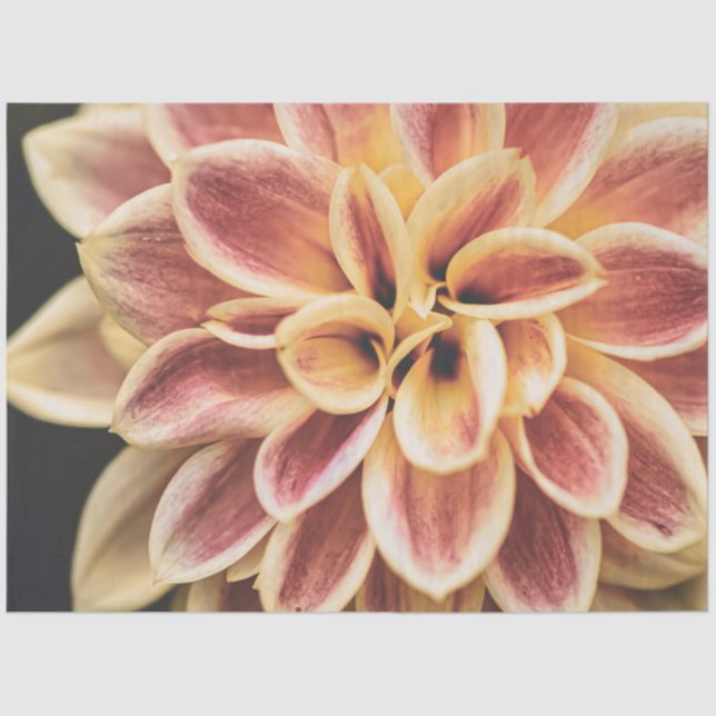 Pretty Summer Dahlia Flower (Beautiful Floral Art) Tissue Paper (Front)