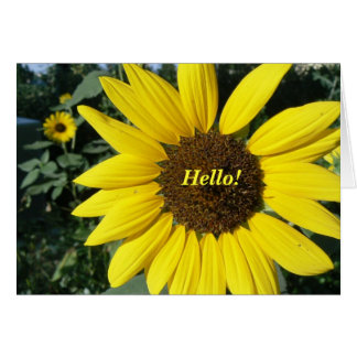 Pretty Sunflower