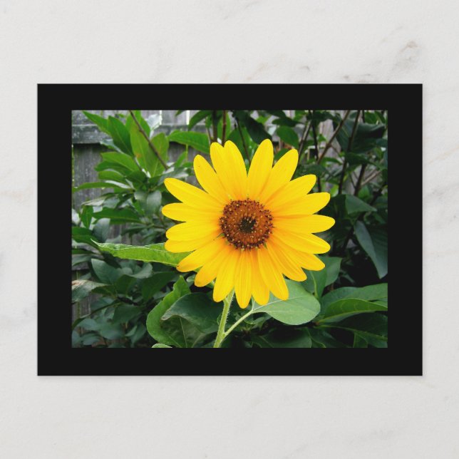 Pretty Sunflower Postcard (Front)