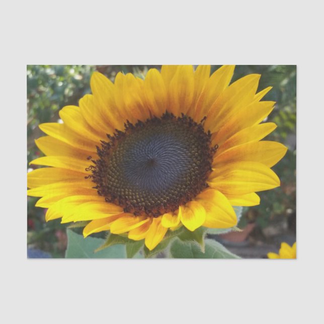 Pretty Sunflower Tissue Paper (Front)